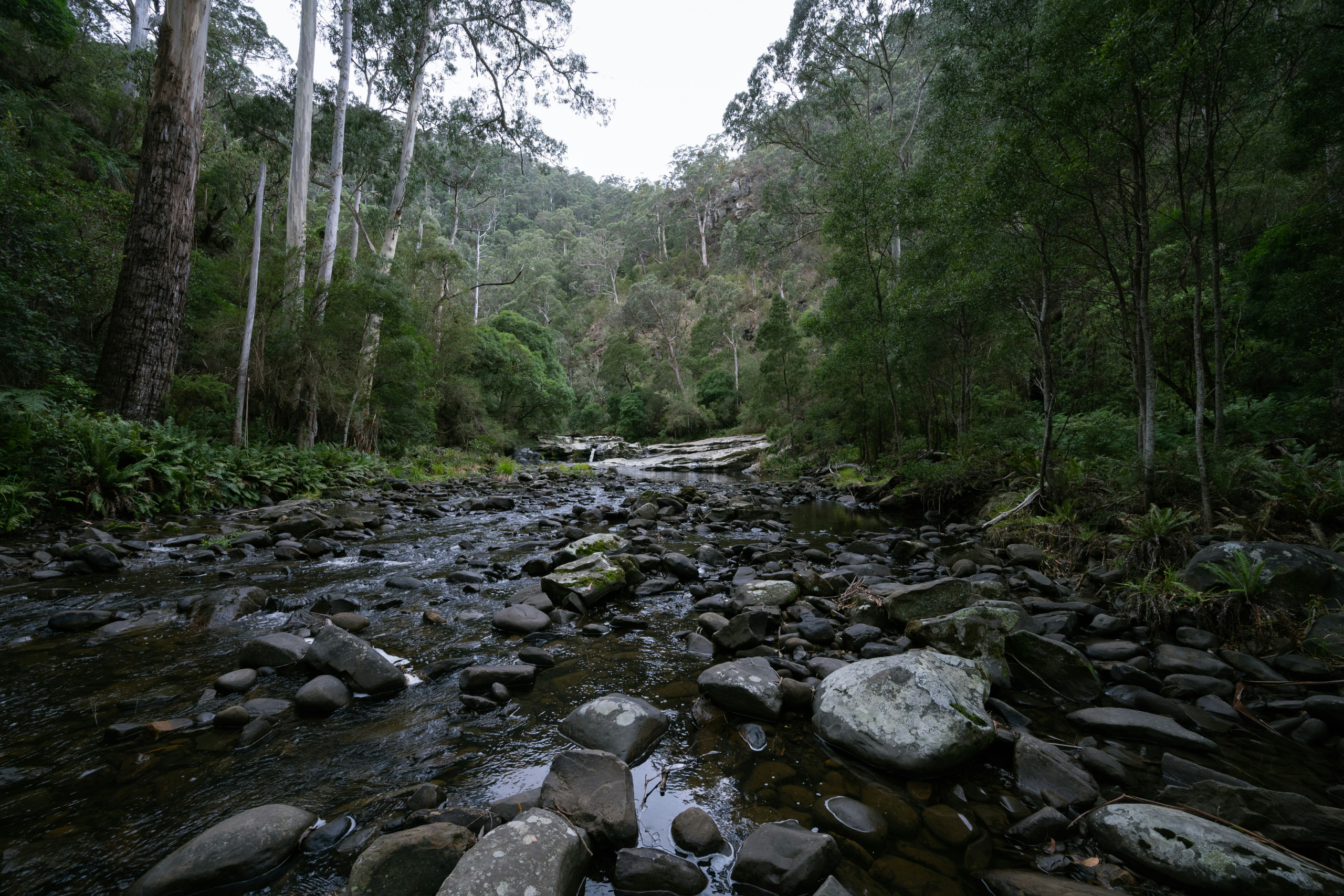 Forest and natural landscape